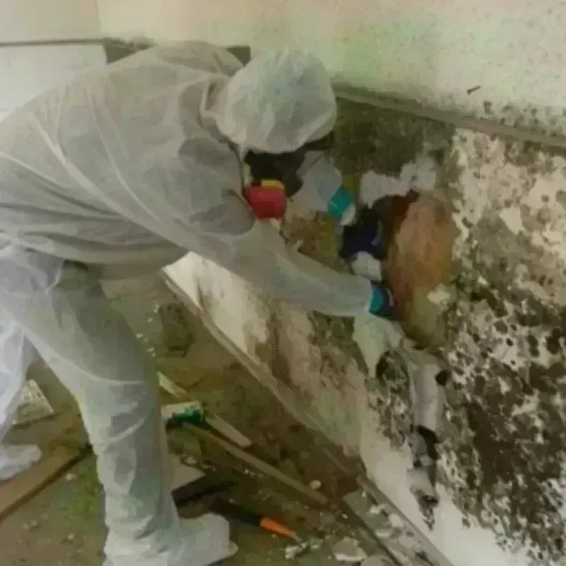 Mold Remediation and Removal in Choccolocco, AL